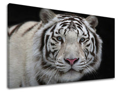 Ζωγραφική τοίχου ΖΩΑ ZV012E11