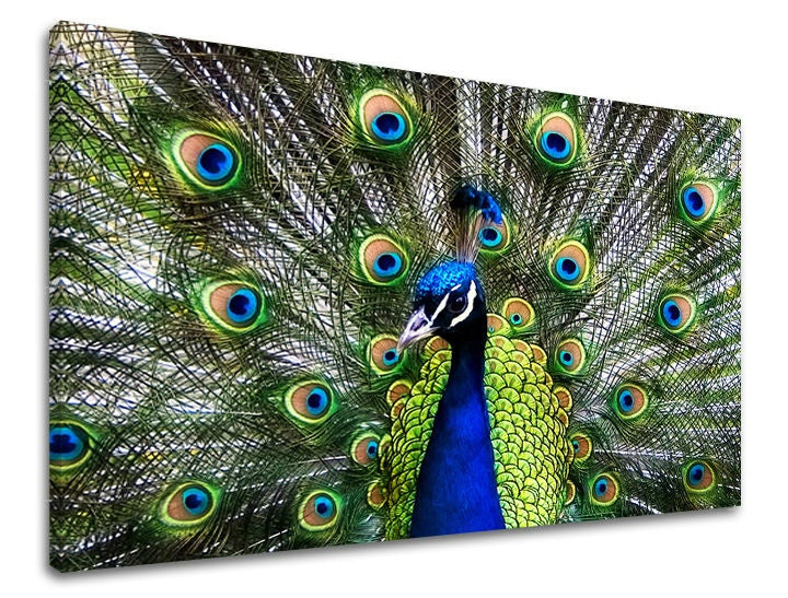 Ζωγραφική τοίχου ΖΩΑ - εικόνα 2