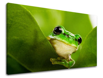 Ζωγραφική τοίχου ΖΩΑ ZV038E11