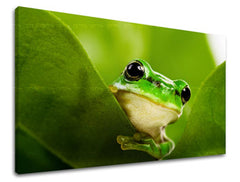 Ζωγραφική τοίχου ΖΩΑ ZV038E11