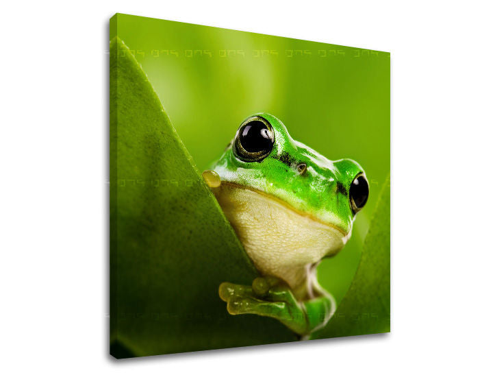 Ζωγραφική τοίχου ΖΩΑ ZV038E12