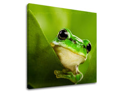 Ζωγραφική τοίχου ΖΩΑ ZV038E12