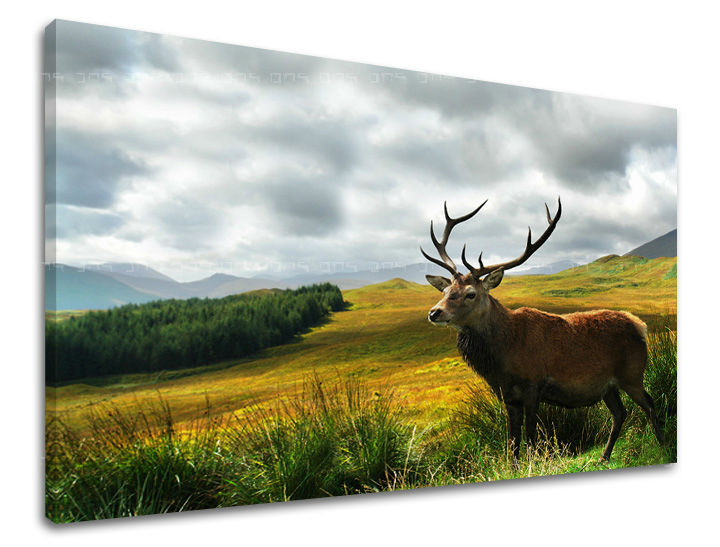 Ζωγραφική τοίχου ΖΩΑ ZV040E11