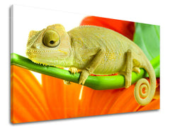 Ζωγραφική τοίχου ΖΩΑ ZV042E11