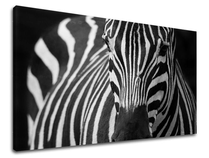 Ζωγραφική τοίχου ΖΩΑ ZV044E11