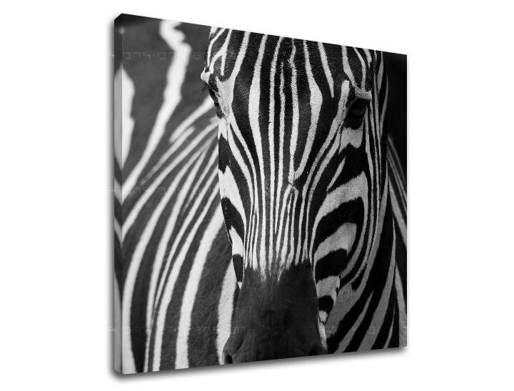 Ζωγραφική τοίχου ΖΩΑ ZV044E12