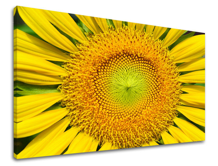 Ζωγραφική τοίχου ΛΟΥΛΟΥΔΙΑ SUNflowers
